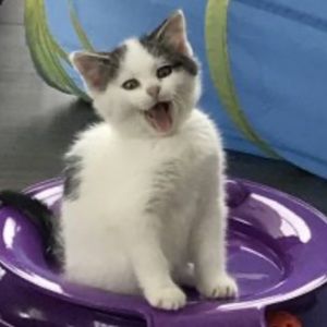 Meet your Posher, Monique